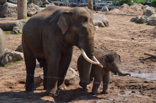 Chester Zoo now the second-most popular paid for visitor ...