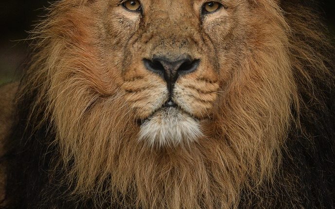 Asiatic lion Iblis at Chester Zoo which has been named England’s top visitor attraction outside of London in a new report (1)
