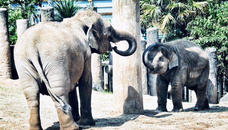 Chester Zoo