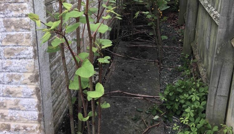 Japanese knotweed