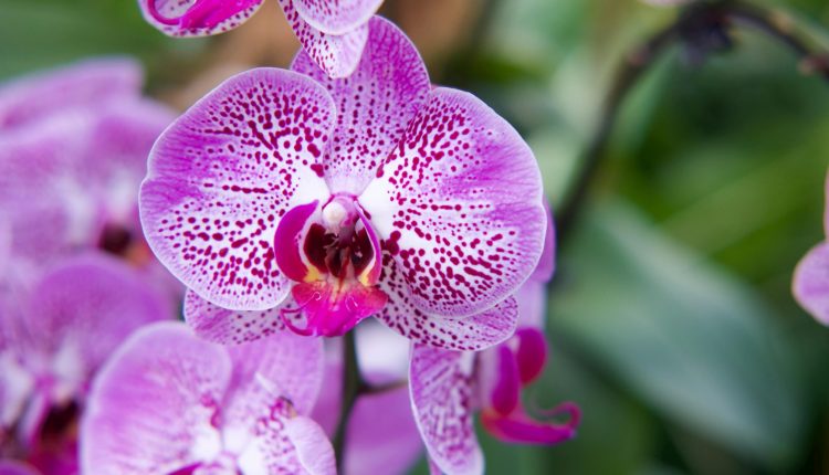 Orchid, orchids, flowers