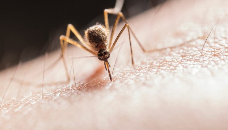 Mosquito