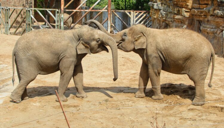 Chester Zoo