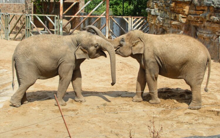 Chester Zoo
