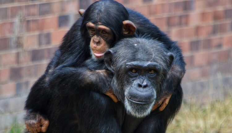 Chester Zoo