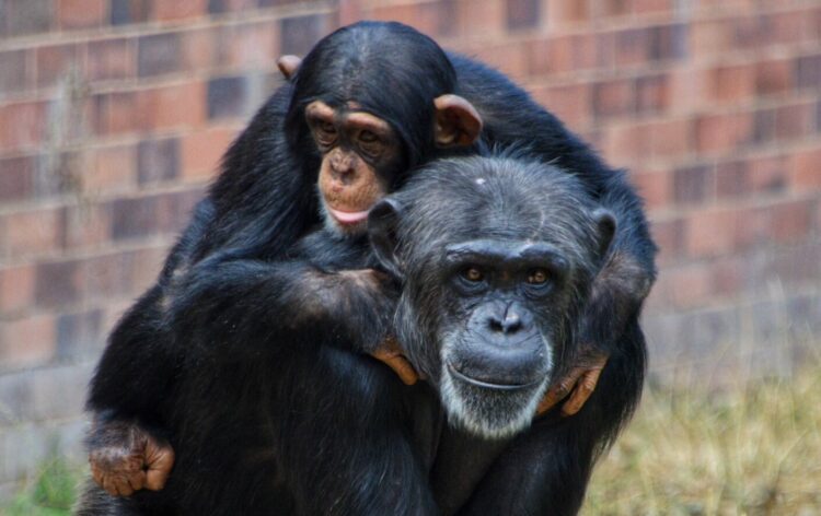 Chester Zoo